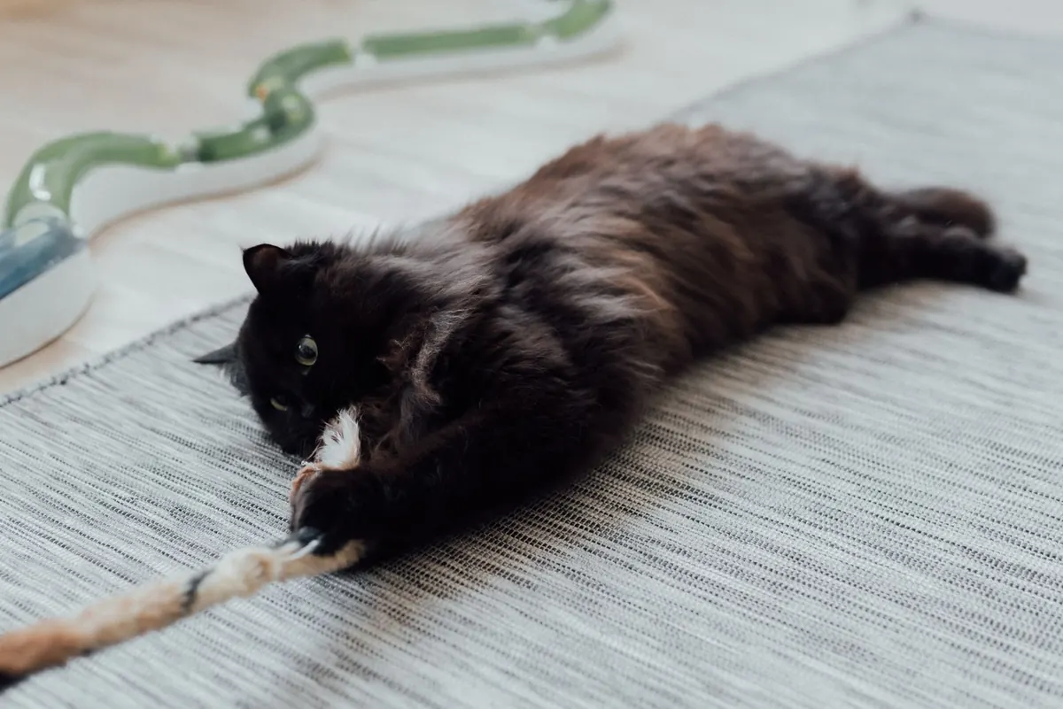5 Common Mistakes When Buying Cat Toys