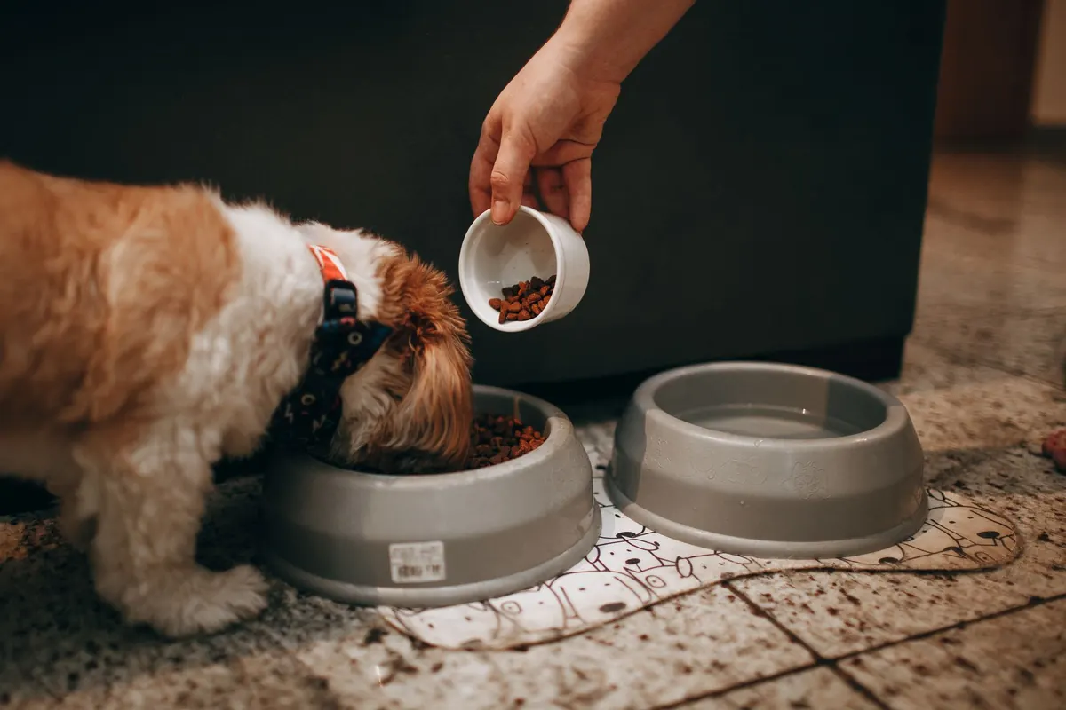How to Transition Your Dog to New Food Without Stomach Upset