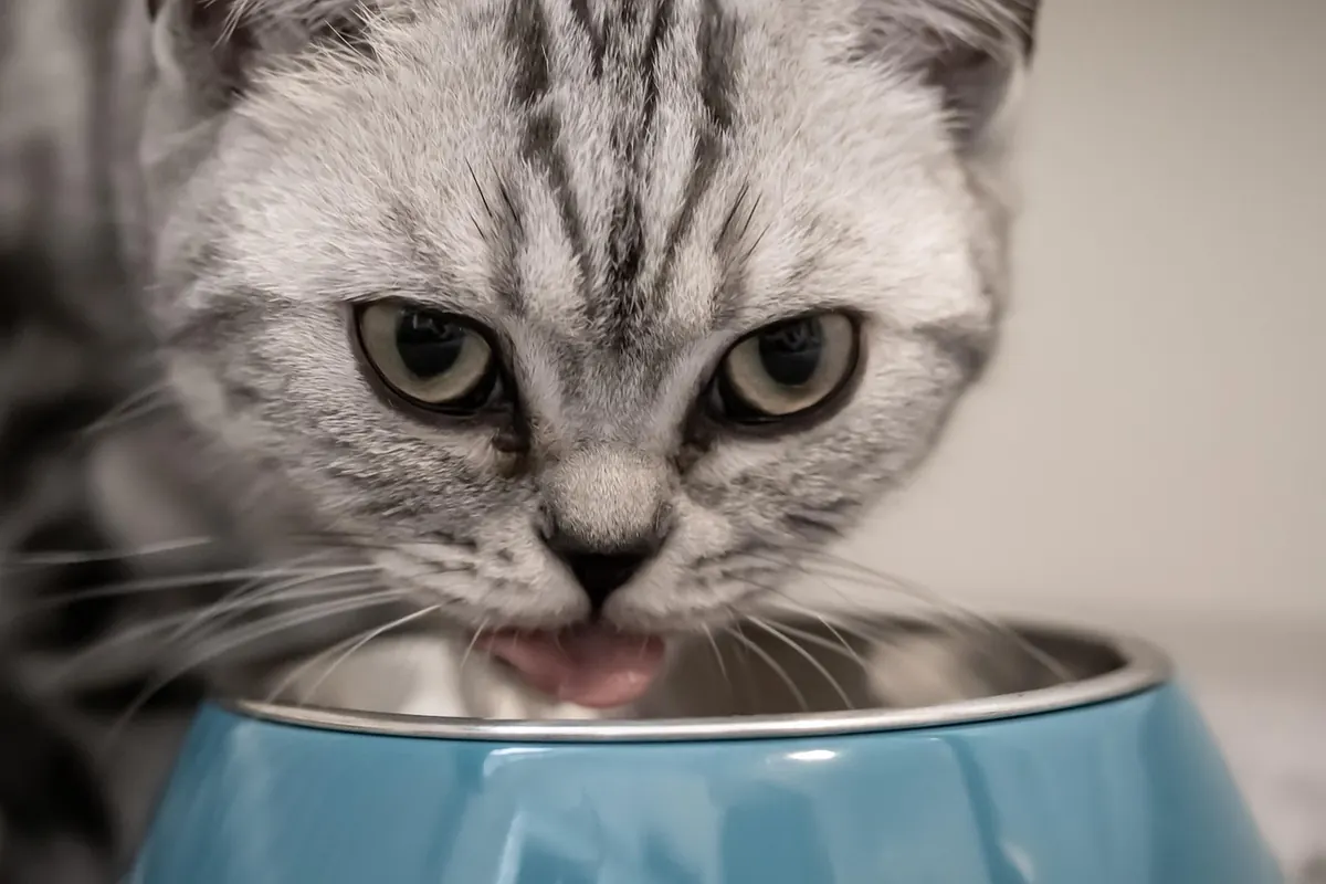 Wet vs. Dry Cat Food: A Beginner's Comparison